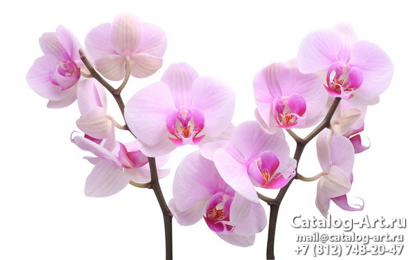 Pink orchids 6